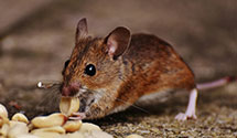 24 Hour & Emergency Exterminators in Emrick, ND